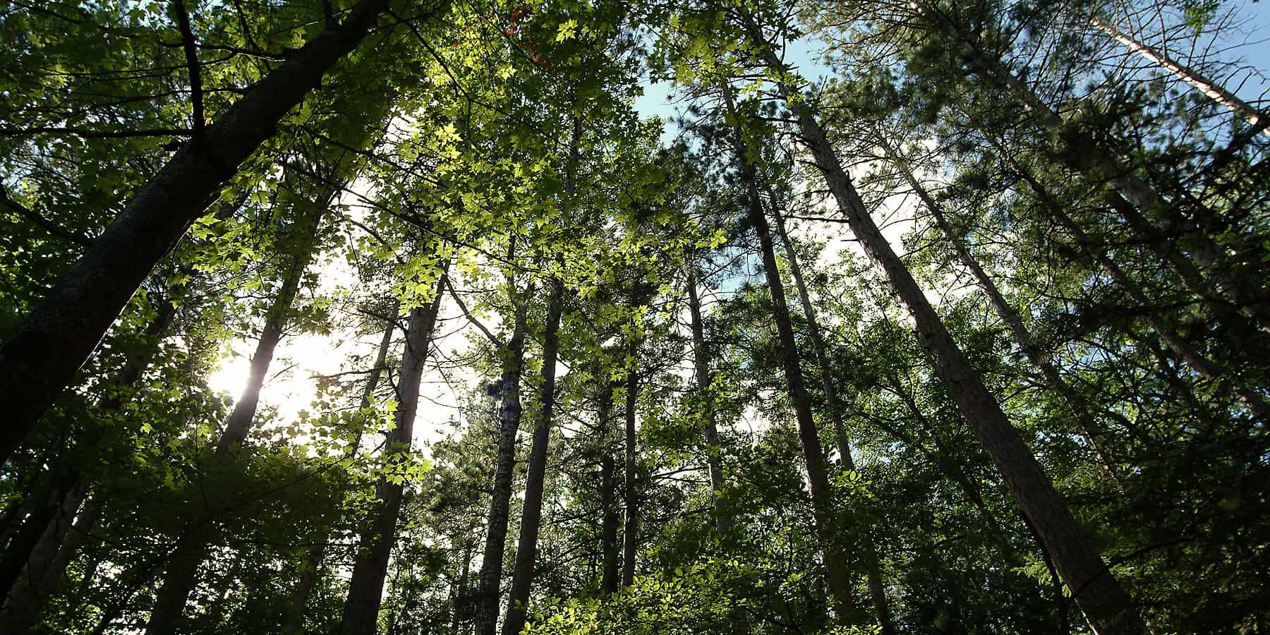 Trees at Camp Barakel